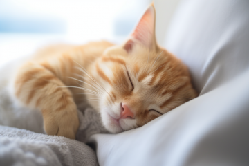 寵物被撞死，主人索賠“法事超度”費、火化費……法院會支持嗎？